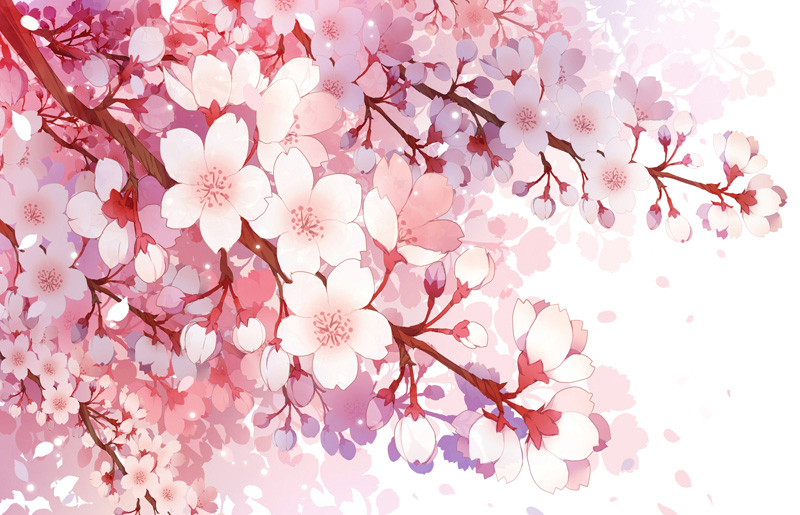 Cherry Blossoms
